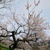 北部の梅桜