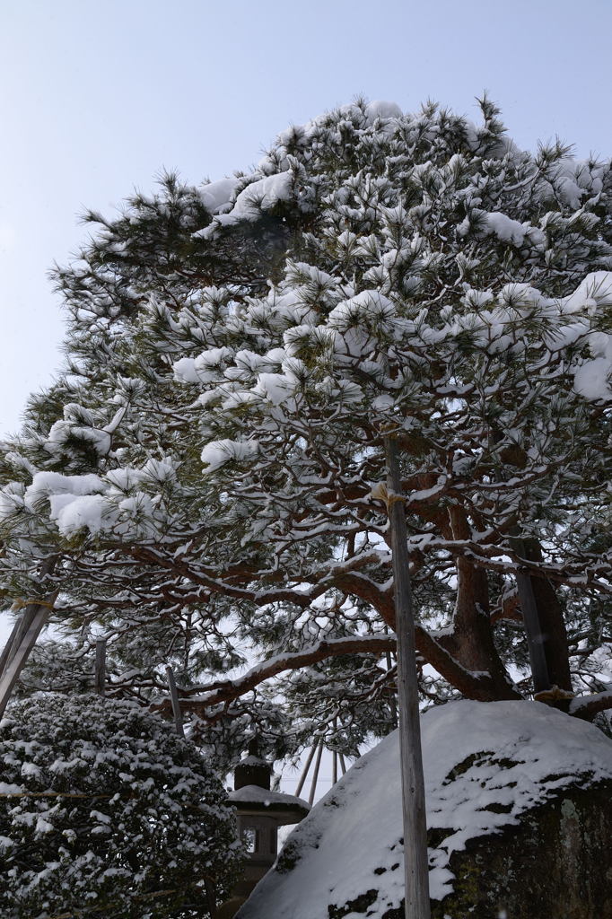 積松の雪