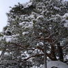 積松の雪