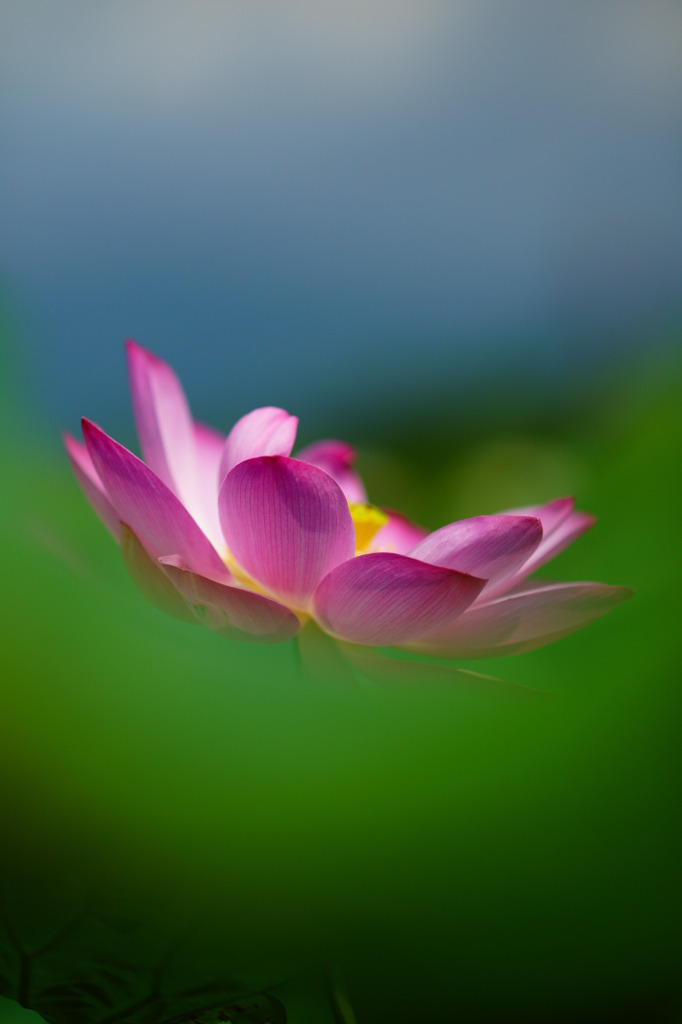 蓮　～優～