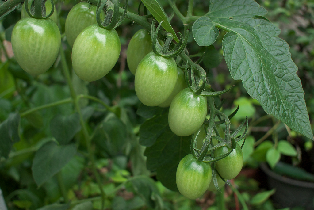 夏野菜の潤いと勢い　　nikon1試し撮り③