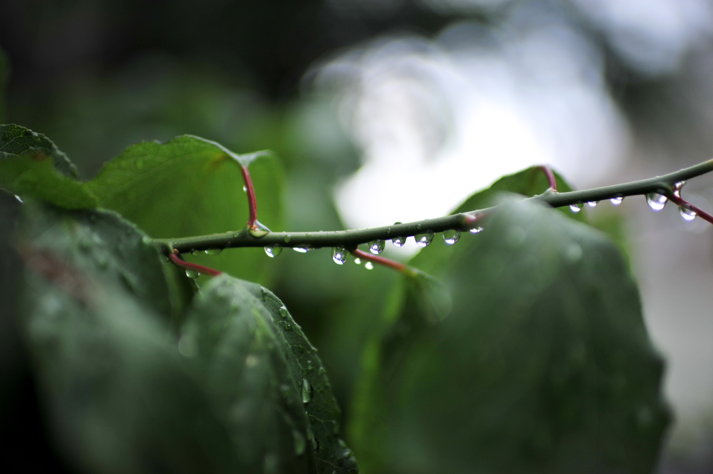 雨が上がったからスナップ①