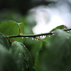 雨が上がったからスナップ①