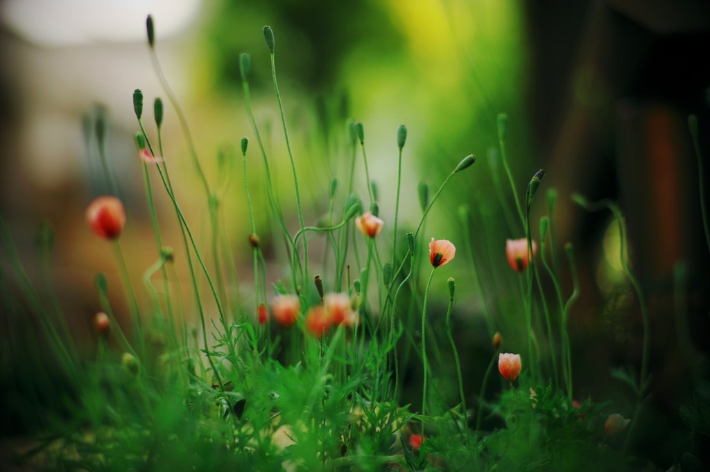 けなげな生命力