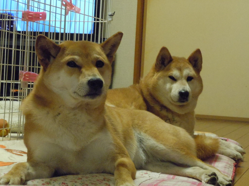 ご飯、まだ？