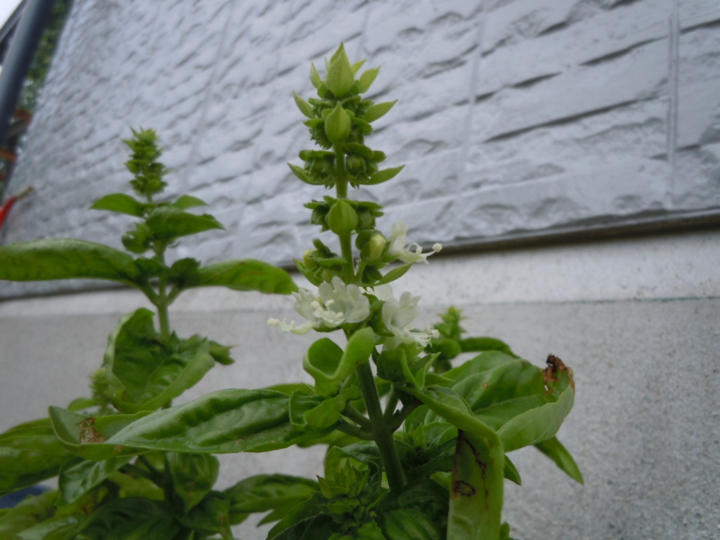 バジルの花