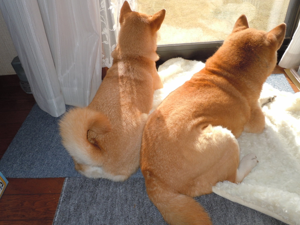 おしりあい