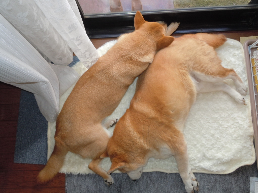 絶対動かないんだからね!!