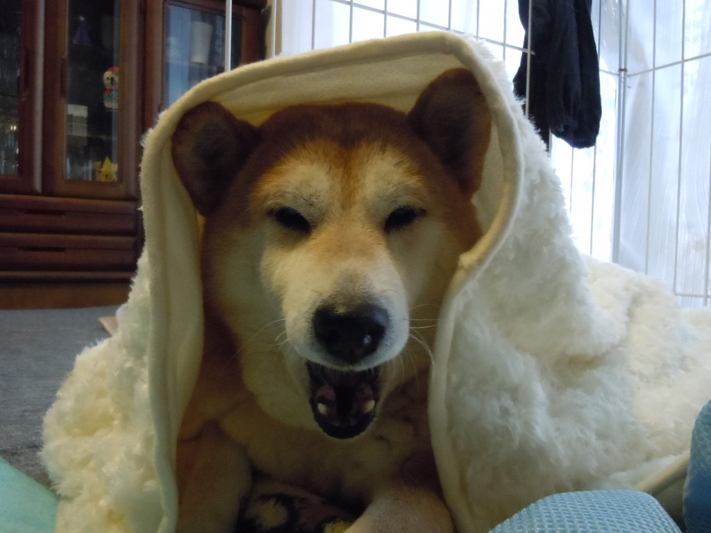 寒い寒い