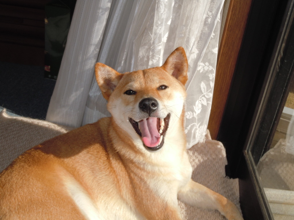 ひなたぼっこ
