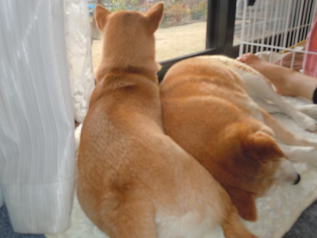 意地でもどかない両者