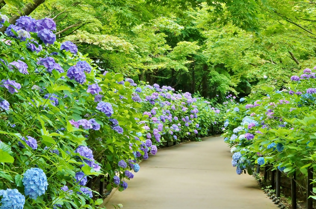 本土寺の紫陽花10