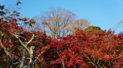 本土寺の紅葉6