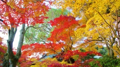 本土寺の紅葉10