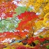 本土寺の紅葉10