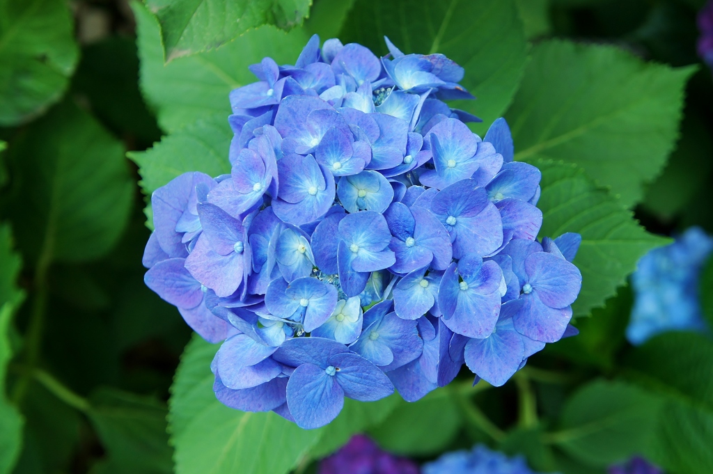 本土寺の紫陽花19
