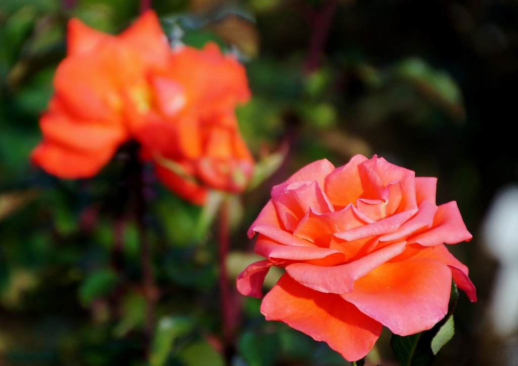 清水公園の秋薔薇3