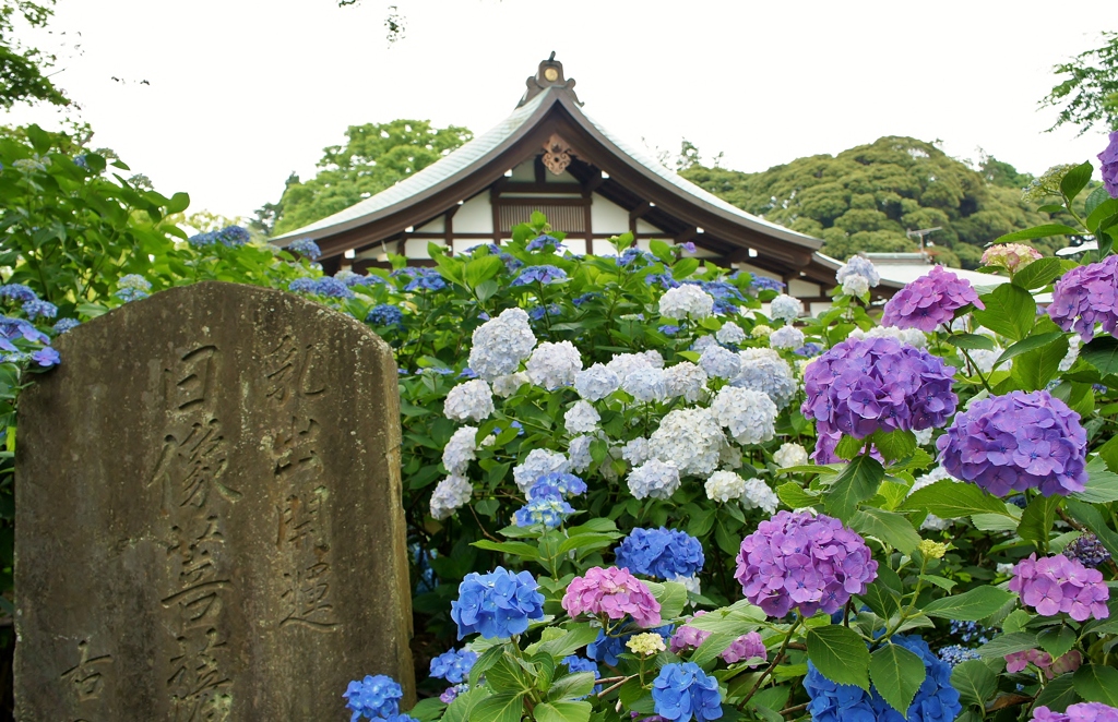 本土寺の紫陽花14