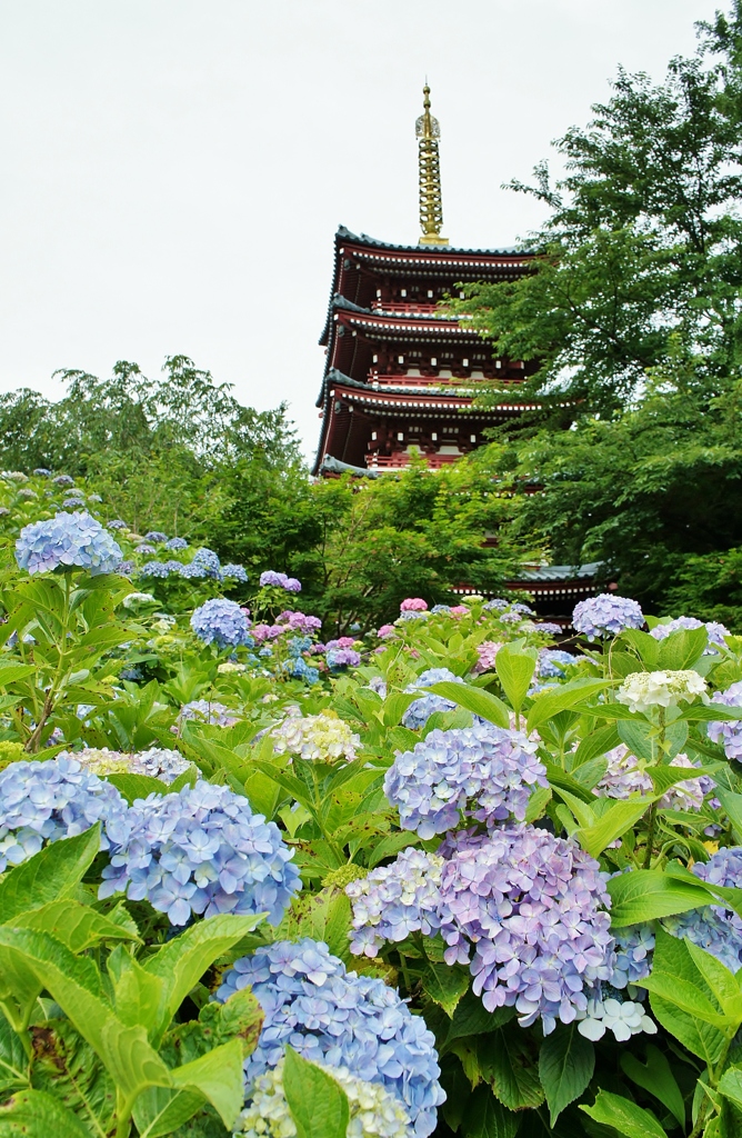 本土寺の紫陽花1