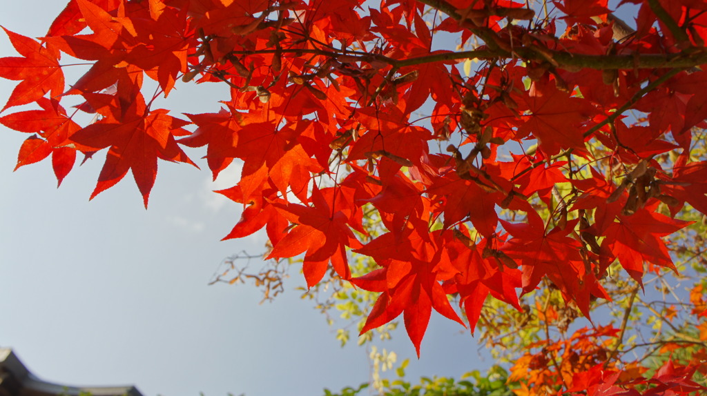 本土寺の紅葉19