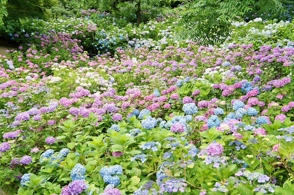 本土寺の紫陽花13