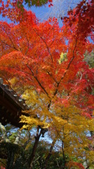 本土寺の紅葉18