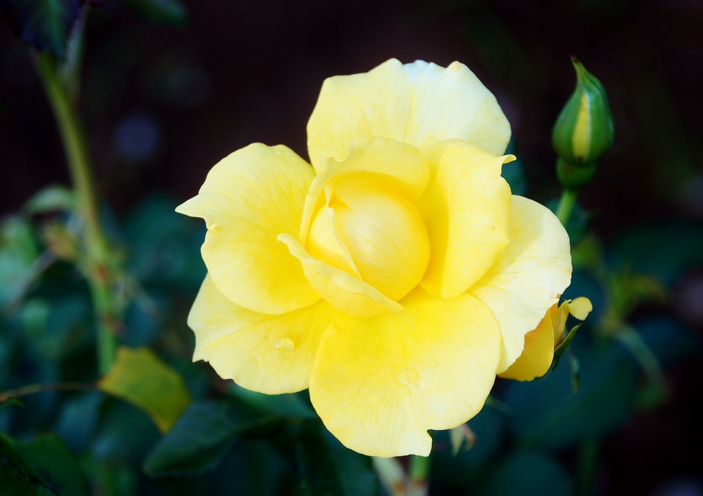 清水公園の秋薔薇2