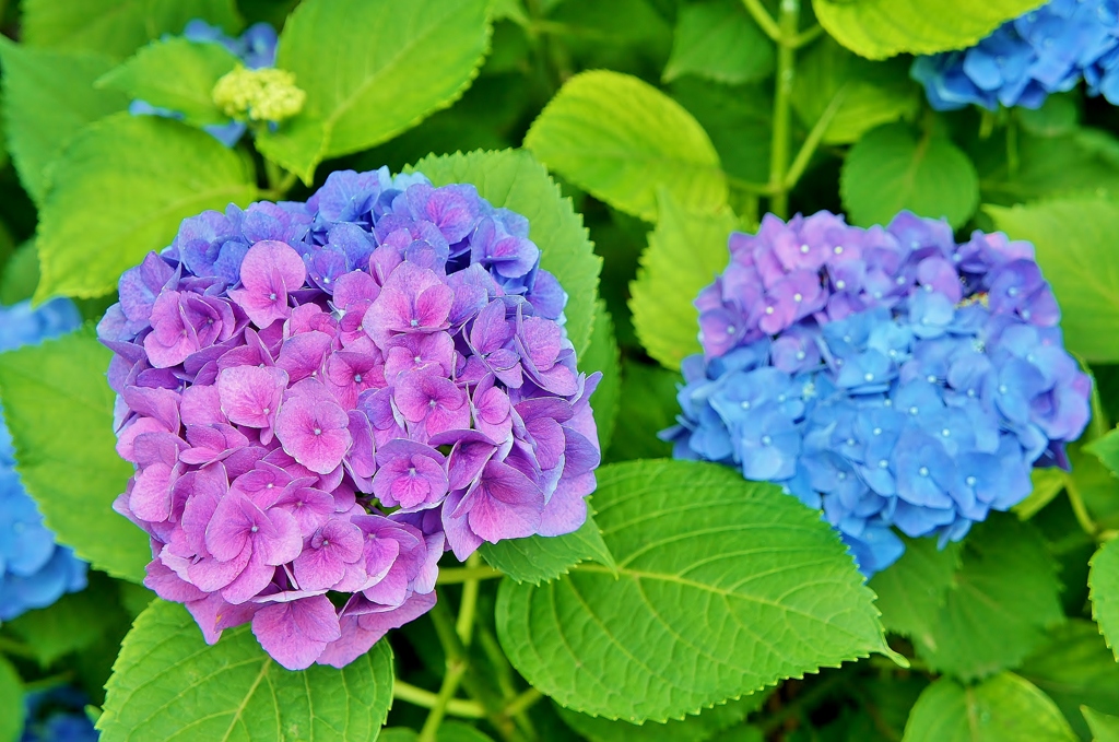 本土寺の紫陽花18
