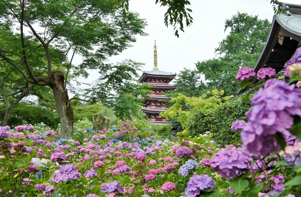 本土寺の紫陽花3