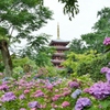 本土寺の紫陽花3