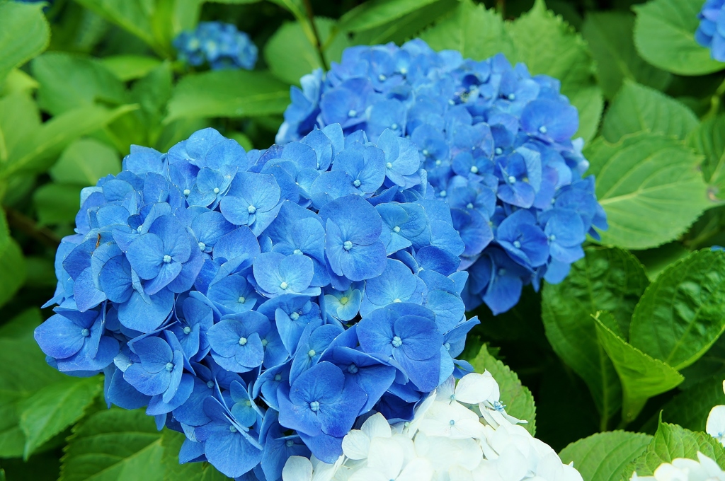 本土寺の紫陽花20