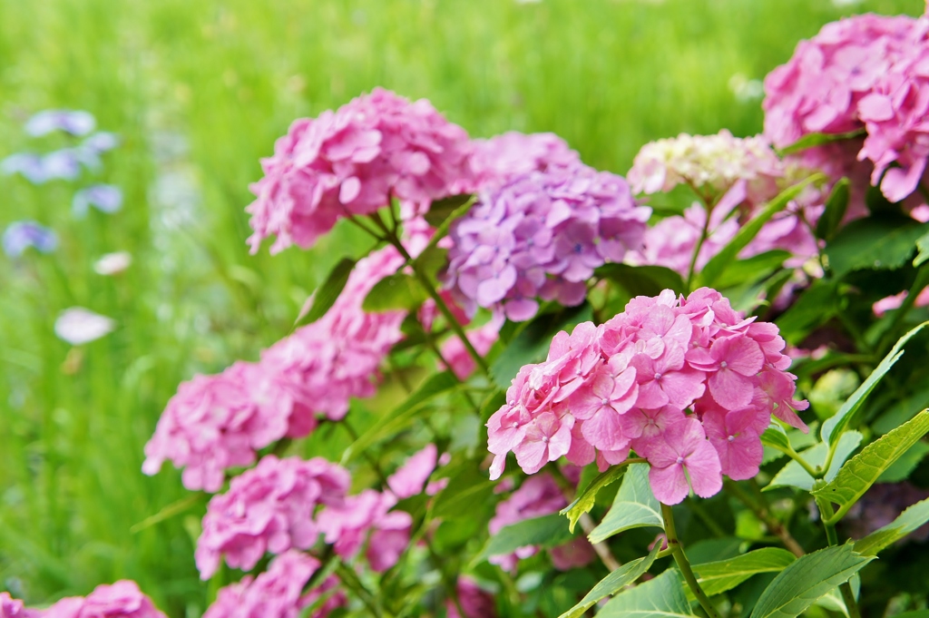 本土寺の紫陽花4