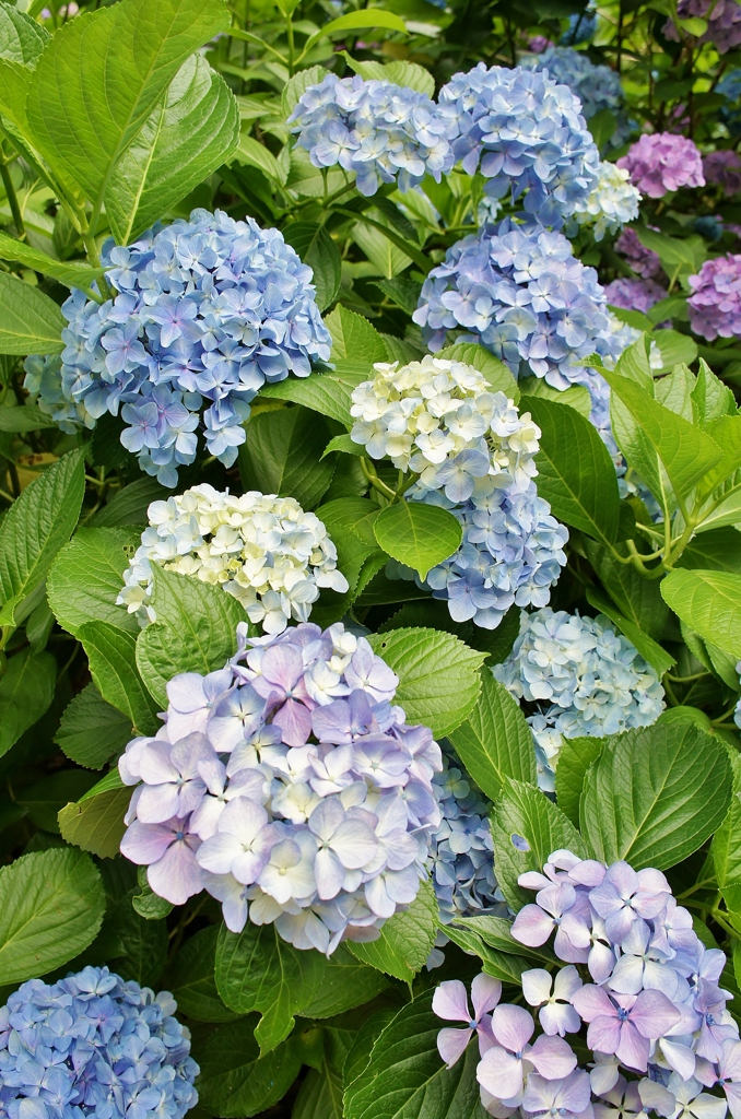 本土寺の紫陽花11
