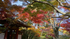 本土寺の紅葉17