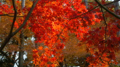 本土寺の紅葉15