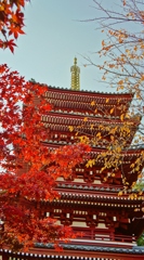 本土寺の紅葉4