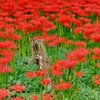 巾着田の曼珠沙華1