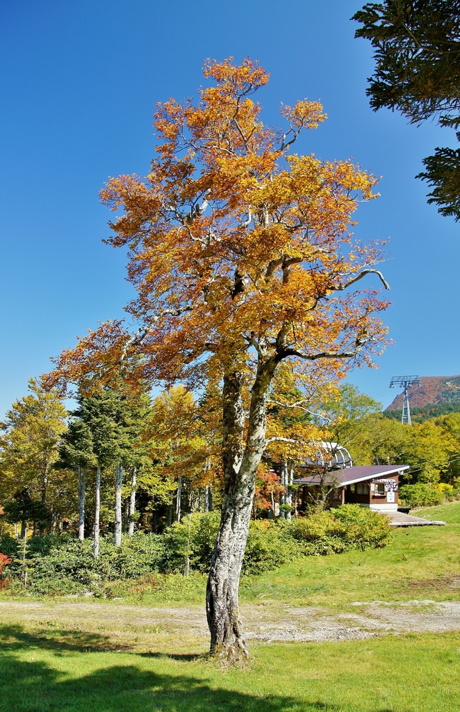 蔵王連峰の秋18