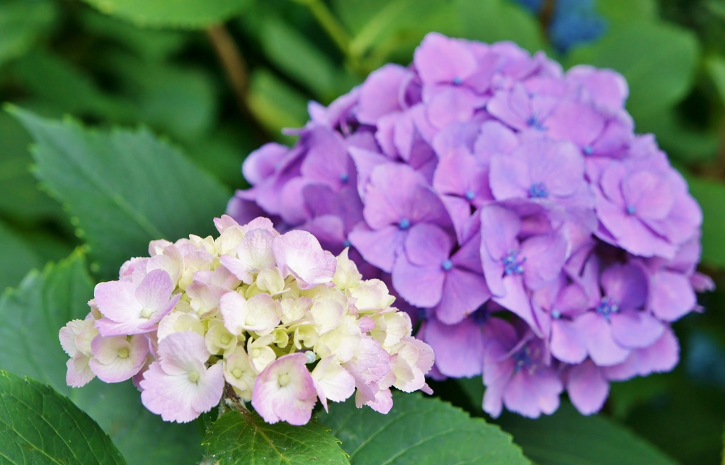 本土寺の紫陽花8