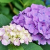 本土寺の紫陽花8