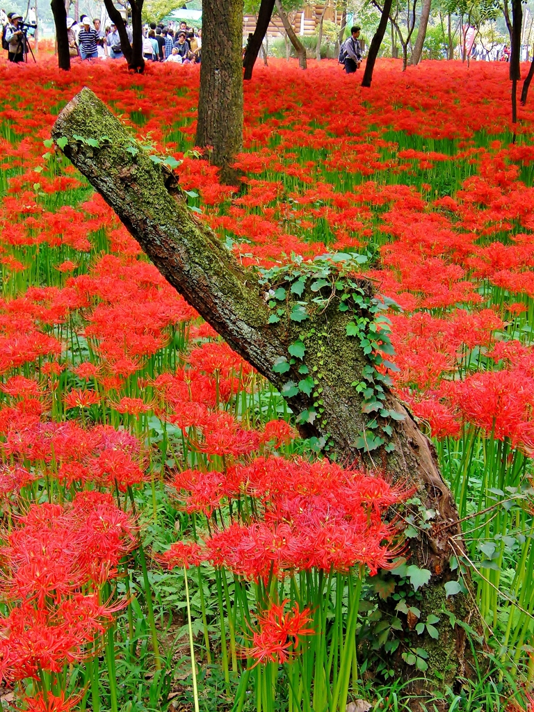 巾着田の曼珠沙華5