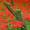 巾着田の曼珠沙華5