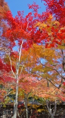 本土寺の紅葉7