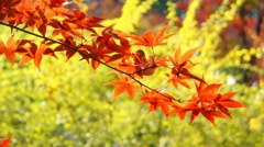 本土寺の紅葉14