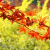本土寺の紅葉14