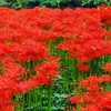 巾着田の曼珠沙華7
