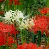 巾着田の曼珠沙華2