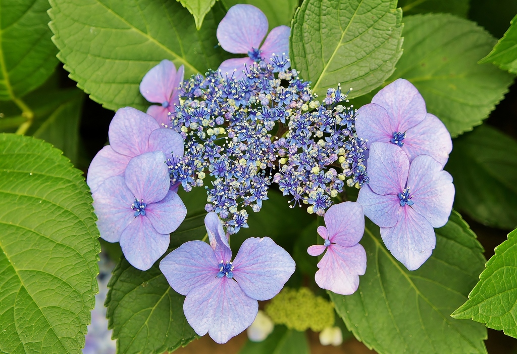 本土寺の紫陽花15
