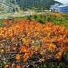 蔵王連峰の秋16