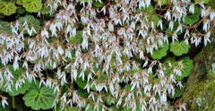雪ノ下の花１